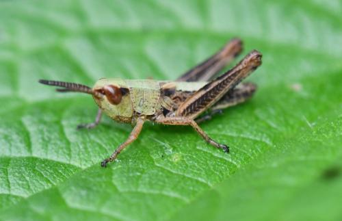 Réf. 285 032 : Pseudochorthippus parallelus